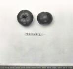 Click for 1 image(s) for this accession. FRUIT
